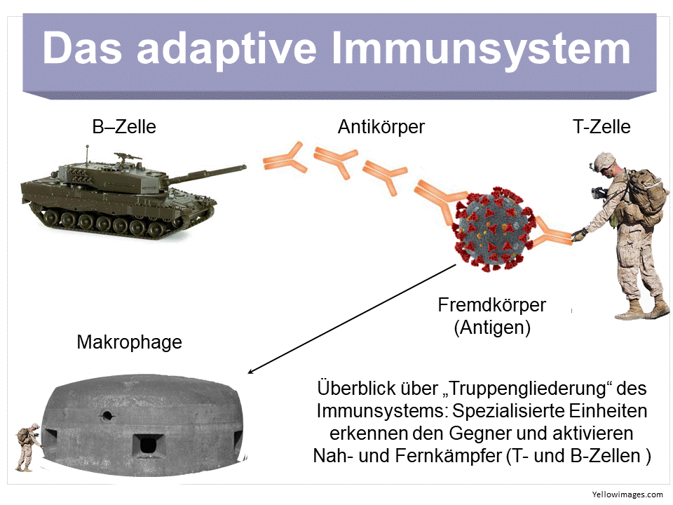 Das adaptive Immunsystem Covid-19, Virus
