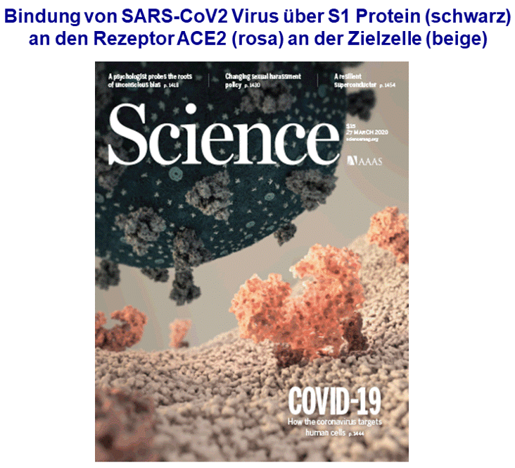 Covid-19 Bindung von SARS-CoV2 VIrus